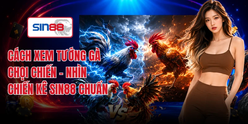Cách Xem Tướng Gà Chọi Chiến