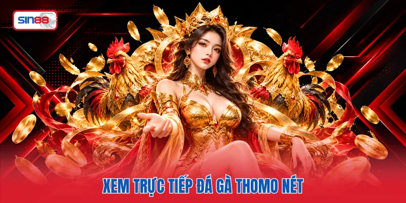 Xem trực tiếp đá gà Thomo nét